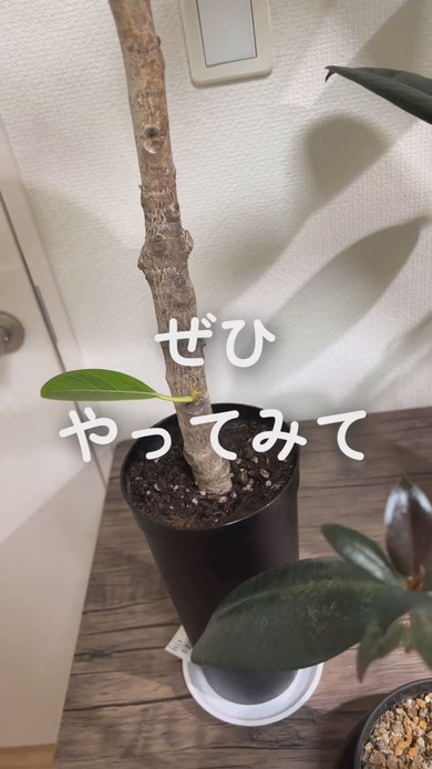 幹を太くするための解説