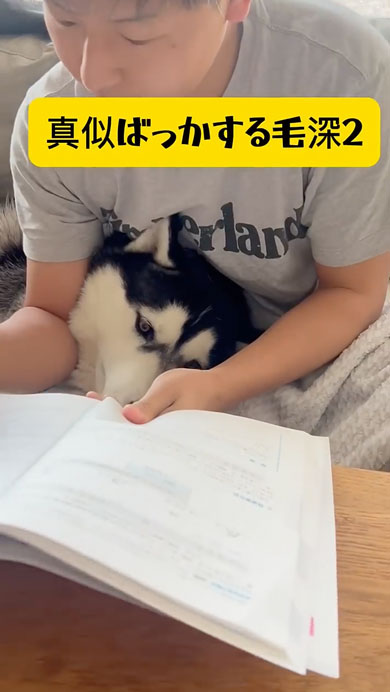 パパの勉強を邪魔するワンコたち