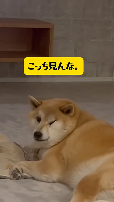 パパの勉強を邪魔するワンコたち