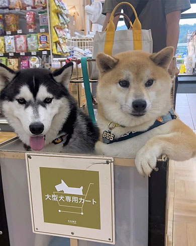 貫禄がすごい柴犬