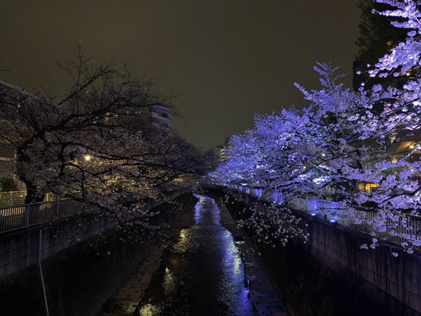 中野区と新宿区の桜