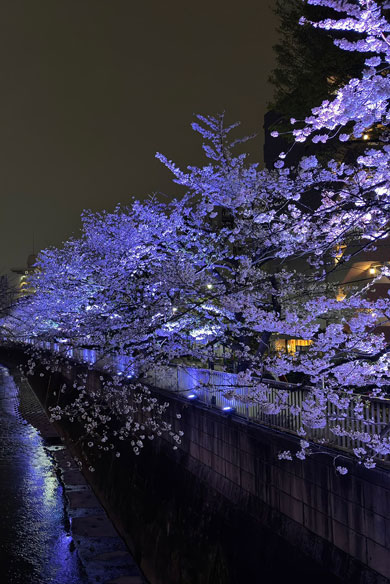 新宿区の桜