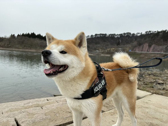 普段のむう太くん