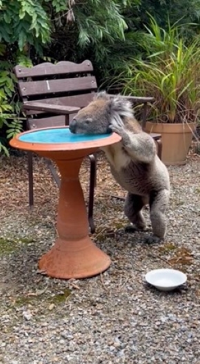 立って水を飲むコアラ