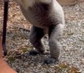 コアラの後ろ足