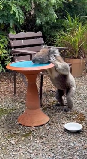 立って水を飲むコアラ