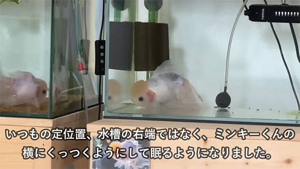 左端で眠る金魚の雪ちゃん