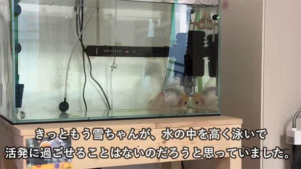 きっともう雪ちゃんが