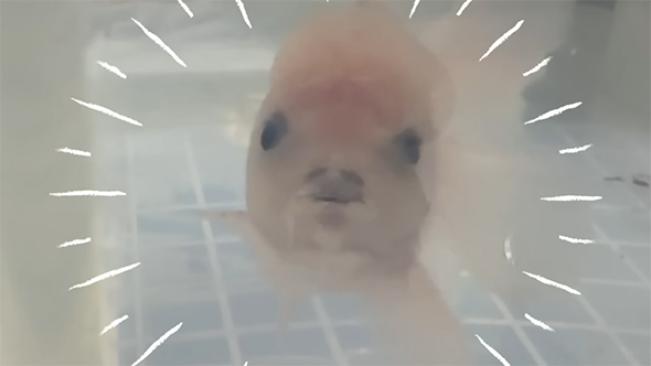 チョビヒゲのある金魚