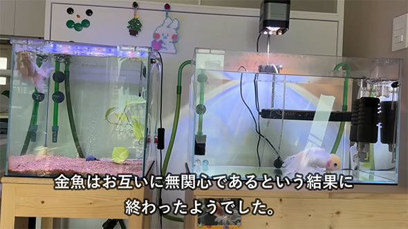 金魚はお互いに無関心である