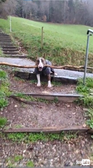 くわえた棒がつっかえて階段を下りられない犬