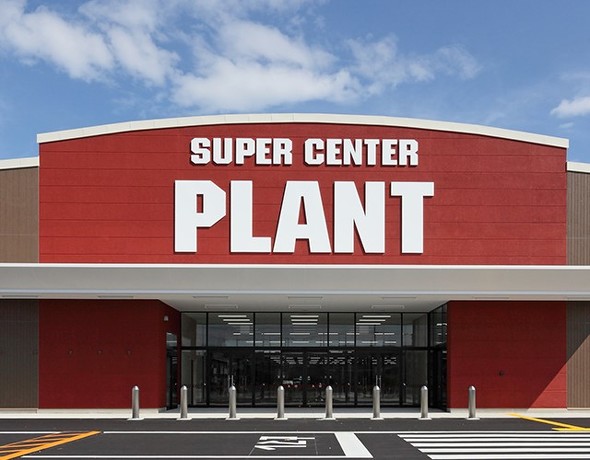 plant