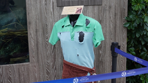 コツメカワウソ