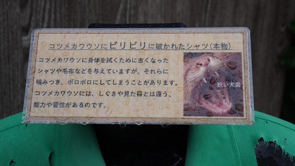 コツメカワウソ