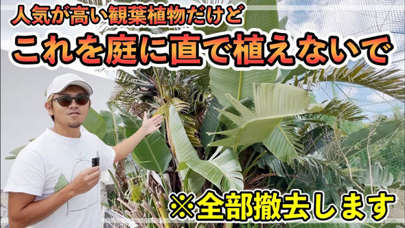 観葉植物を全撤去