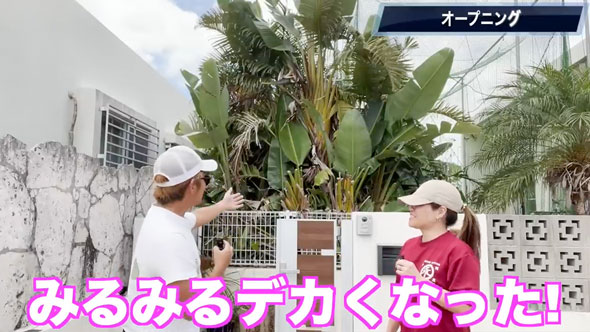 観葉植物を全撤去