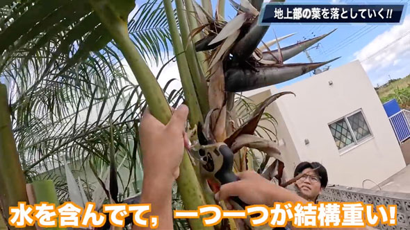 観葉植物を全撤去