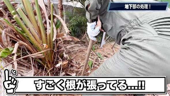 観葉植物を全撤去