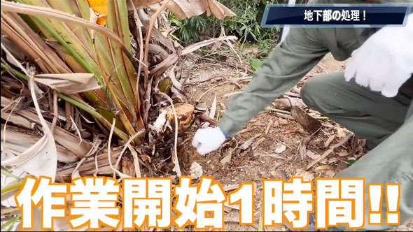 観葉植物を全撤去