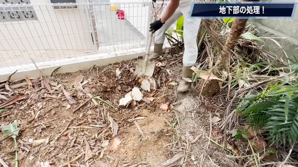 観葉植物を全撤去