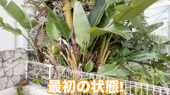 観葉植物を全撤去