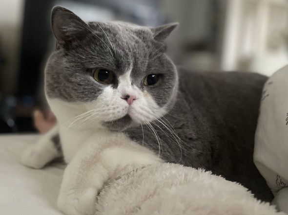 横向いてる猫ちゃん