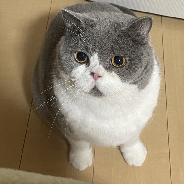 お座りして上見てる猫ちゃん