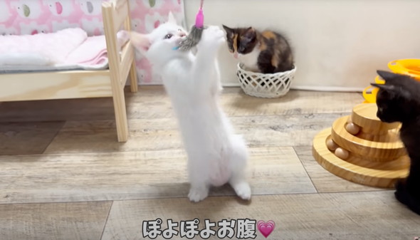 遊びつかれた子猫を寝かしつけ