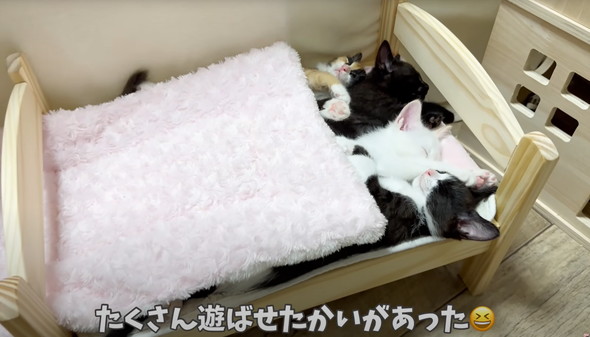 遊びつかれた子猫を寝かしつけ