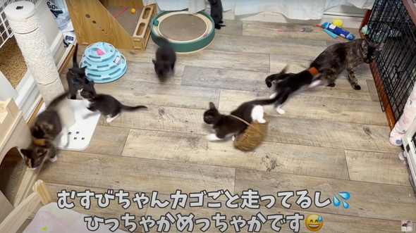 遊びつかれた子猫を寝かしつけ