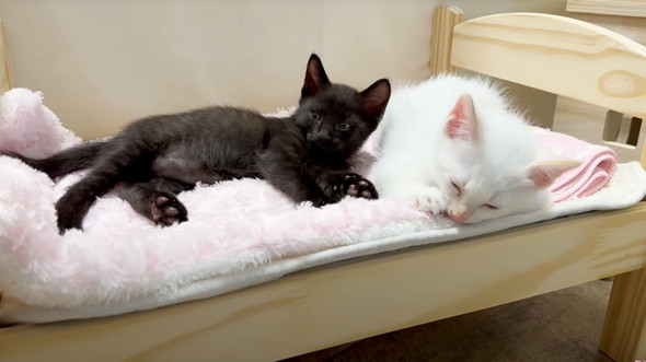 遊びつかれた子猫を寝かしつけ