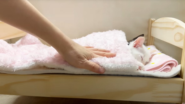 遊びつかれた子猫を寝かしつけ