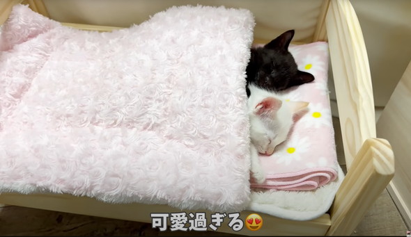 遊びつかれた子猫を寝かしつけ