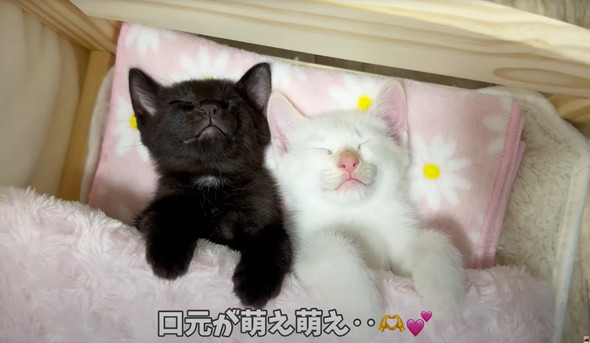 遊びつかれた子猫を寝かしつけ