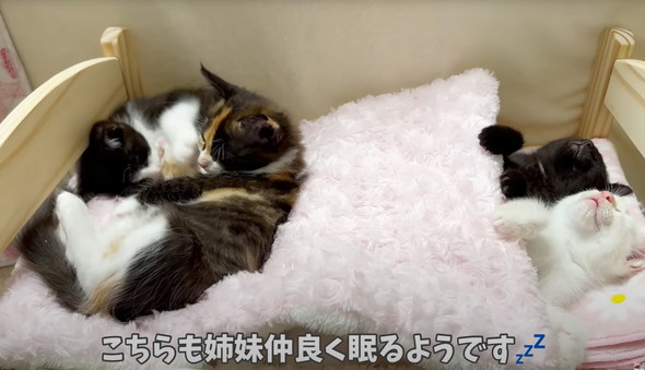 遊びつかれた子猫を寝かしつけ