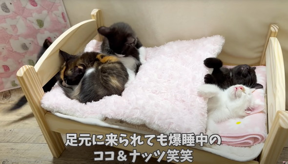 遊びつかれた子猫を寝かしつけ