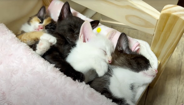 遊びつかれた子猫を寝かしつけ