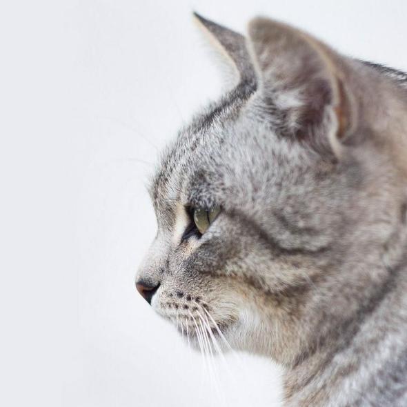 猫の鼻が乾燥する