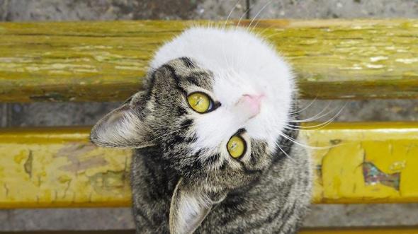 猫の鼻が乾燥する