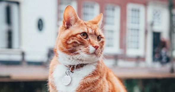 猫の鼻が乾燥する