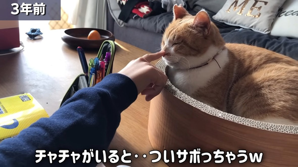 鼻をさわられるニャンコ