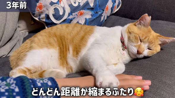 くつろぐニャンコ