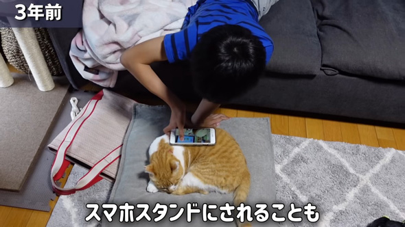 スマホスタンドにされるニャンコ