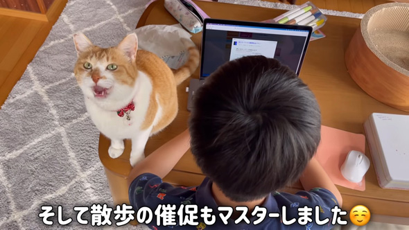 散歩に行きたいニャンコ