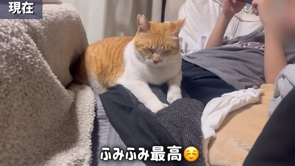 ふみふみするニャンコ