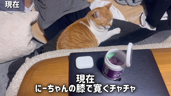 膝の上で眠るニャンコ