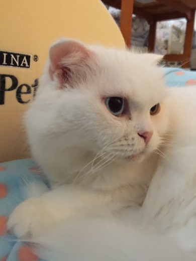 スコティッシュフォールド