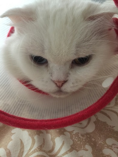 スコティッシュフォールド