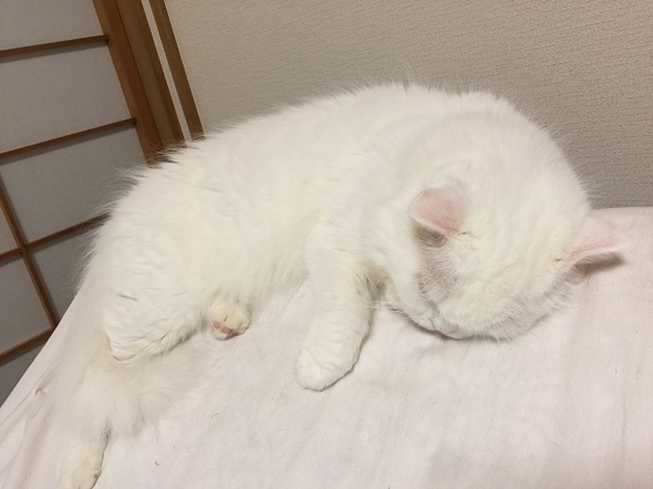 スコティッシュフォールド