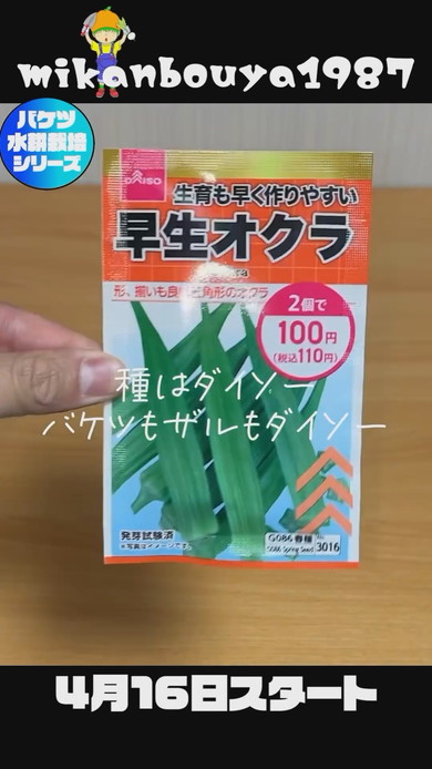 バケツで栽培したオクラの収穫まで解説